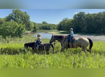 Weitere Ponys/Kleinpferde, Wallach, 9 Jahre, 117 cm, Roan-Bay