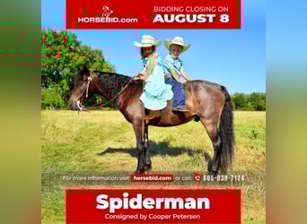 Weitere Ponys/Kleinpferde, Wallach, 9 Jahre, 117 cm, Roan-Bay