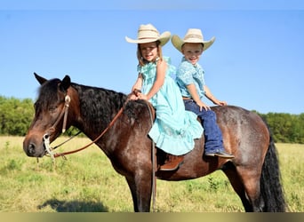 Weitere Ponys/Kleinpferde, Wallach, 9 Jahre, 117 cm, Roan-Bay