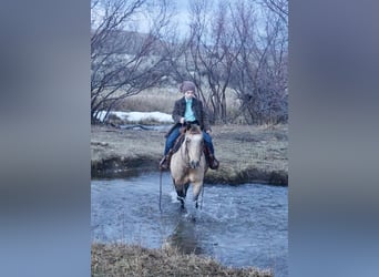 Weitere Ponys/Kleinpferde, Wallach, 9 Jahre, 130 cm, Buckskin