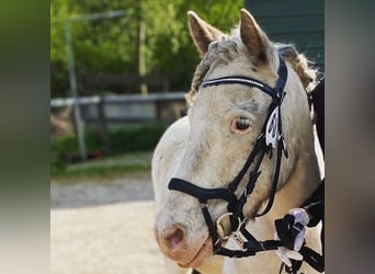 Weitere Ponys/Kleinpferde, Wallach, 9 Jahre, 136 cm, Schimmel