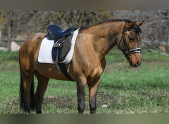 Weitere Ponys/Kleinpferde, Wallach, 9 Jahre, 148 cm, Brauner