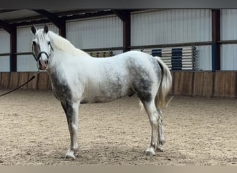Weitere Ponys/Kleinpferde, Wallach, 9 Jahre, 151 cm, Schimmel