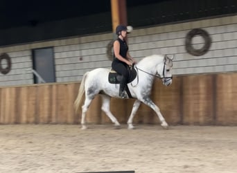 Weitere Ponys/Kleinpferde, Wallach, 9 Jahre, 151 cm, Schimmel