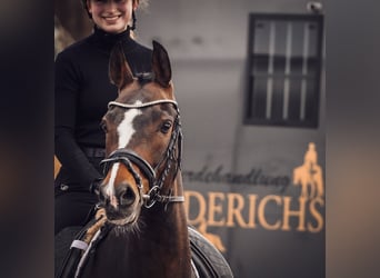 Weitere Ponys/Kleinpferde, Wallach, 9 Jahre, 153 cm, Dunkelbrauner