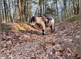 Weitere Ponys/Kleinpferde, Wallach, 9 Jahre, 81 cm, Buckskin
