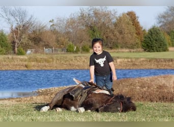 Weitere Ponys/Kleinpferde, Wallach, 9 Jahre, 89 cm, Roan-Blue