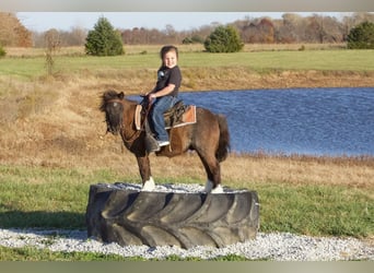 Weitere Ponys/Kleinpferde, Wallach, 9 Jahre, 89 cm, Roan-Blue