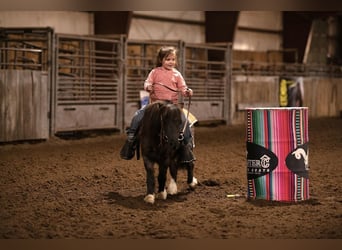 Weitere Ponys/Kleinpferde, Wallach, 9 Jahre, 89 cm, Roan-Blue