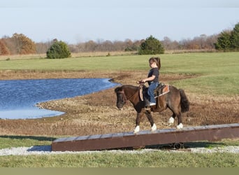 Weitere Ponys/Kleinpferde, Wallach, 9 Jahre, 89 cm, Roan-Blue