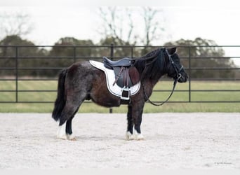 Weitere Ponys/Kleinpferde, Wallach, 9 Jahre, 89 cm, Roan-Blue