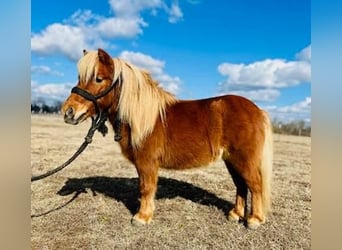 Weitere Ponys/Kleinpferde, Wallach, 9 Jahre, 91 cm, Rotfuchs