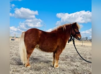 Weitere Ponys/Kleinpferde, Wallach, 9 Jahre, 91 cm, Rotfuchs