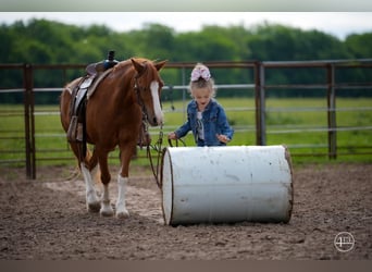 Weitere Ponys/Kleinpferde, Wallach, 9 Jahre, Rotfuchs