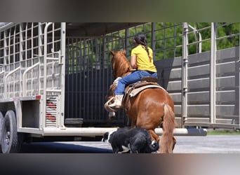 Weitere Ponys/Kleinpferde, Wallach, 9 Jahre, Rotfuchs