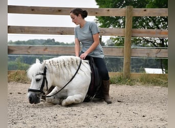 Weitere Ponys/Kleinpferde, Wallach, 9 Jahre, White