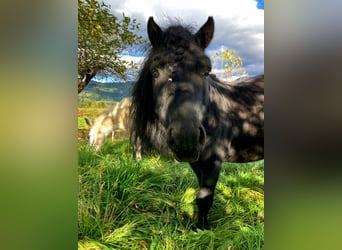 Weitere Ponys/Kleinpferde, Hengst, 11 Jahre, 110 cm, Rappe