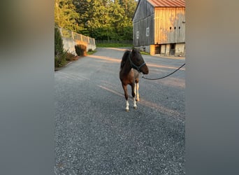Weitere Ponys/Kleinpferde, Hengst, 1 Jahr, 107 cm, Schwarzbrauner