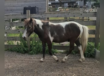 Weitere Ponys/Kleinpferde, Hengst, 1 Jahr, 120 cm, Schecke