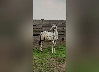 Weitere Ponys/Kleinpferde Mix, Hengst, 1 Jahr, 120 cm, Tigerschecke