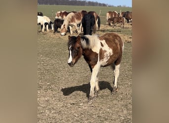 Weitere Ponys/Kleinpferde Mix, Hengst, 1 Jahr, 135 cm, Schecke