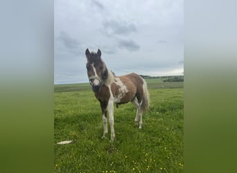 Weitere Ponys/Kleinpferde Mix, Hengst, 1 Jahr, 135 cm, Schecke