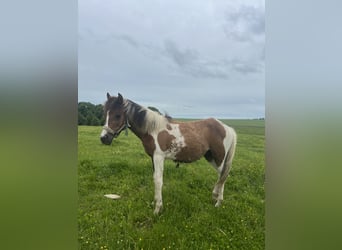 Weitere Ponys/Kleinpferde Mix, Hengst, 1 Jahr, 135 cm, Schecke