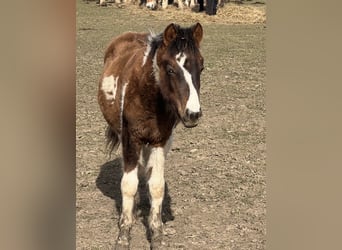 Weitere Ponys/Kleinpferde Mix, Hengst, 1 Jahr, 135 cm, Schecke