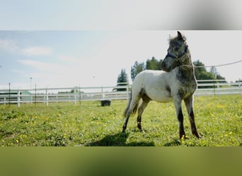 Weitere Ponys/Kleinpferde, Hengst, 1 Jahr, 85 cm, Tigerschecke