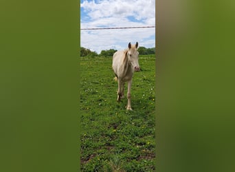 Weitere Ponys/Kleinpferde, Hengst, 1 Jahr, Perlino