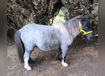 Weitere Ponys/Kleinpferde Mix, Hengst, 2 Jahre, 100 cm, Blauschimmel