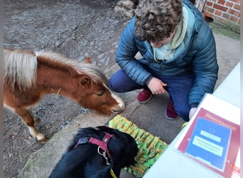 Weitere Ponys/Kleinpferde Mix, Hengst, 2 Jahre, 110 cm, Fuchs