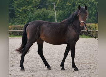 Weitere Ponys/Kleinpferde, Hengst, 2 Jahre, 148 cm, Dunkelbrauner