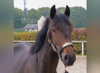 Weitere Ponys/Kleinpferde, Hengst, 2 Jahre, 148 cm, Dunkelbrauner