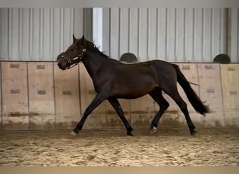 Weitere Ponys/Kleinpferde, Hengst, 2 Jahre, 148 cm, Dunkelbrauner