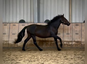 Weitere Ponys/Kleinpferde, Hengst, 2 Jahre, 148 cm, Dunkelbrauner