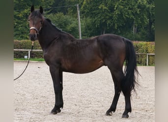 Weitere Ponys/Kleinpferde, Hengst, 2 Jahre, 148 cm, Dunkelbrauner