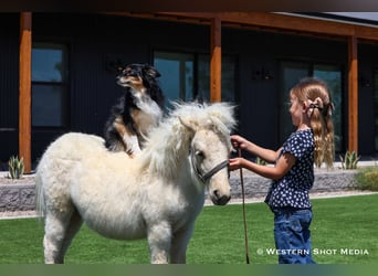 Weitere Ponys/Kleinpferde, Hengst, 2 Jahre, 84 cm, Palomino