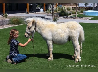 Weitere Ponys/Kleinpferde, Hengst, 2 Jahre, 84 cm, Palomino
