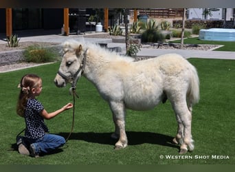 Weitere Ponys/Kleinpferde, Hengst, 2 Jahre, 84 cm, Palomino