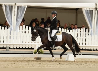 Weitere Ponys/Kleinpferde, Hengst, 3 Jahre, 142 cm, Dunkelbrauner