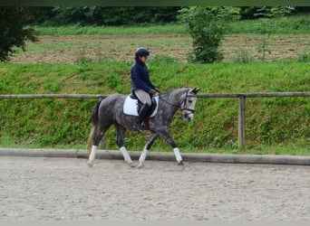 Weitere Ponys/Kleinpferde, Hengst, 3 Jahre, 143 cm, Schimmel
