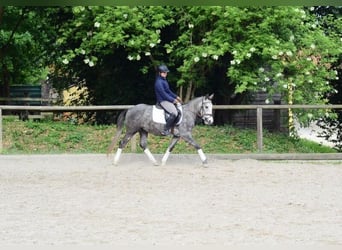 Weitere Ponys/Kleinpferde, Hengst, 3 Jahre, 143 cm, Schimmel