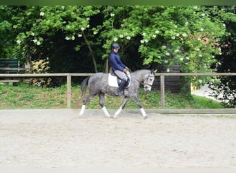 Weitere Ponys/Kleinpferde, Hengst, 3 Jahre, 143 cm, Schimmel