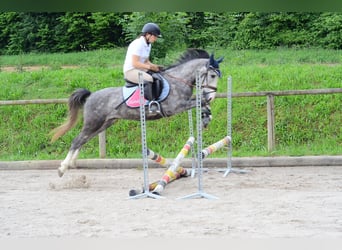 Weitere Ponys/Kleinpferde, Hengst, 3 Jahre, 143 cm, Schimmel