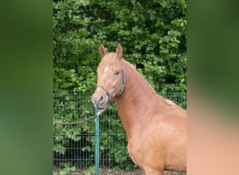 Weitere Ponys/Kleinpferde, Hengst, 3 Jahre, 144 cm, Fuchs
