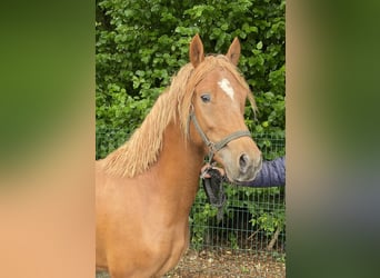 Weitere Ponys/Kleinpferde, Hengst, 3 Jahre, 144 cm, Fuchs