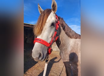 Weitere Ponys/Kleinpferde Mix, Hengst, 3 Jahre, 148 cm, Rotschimmel