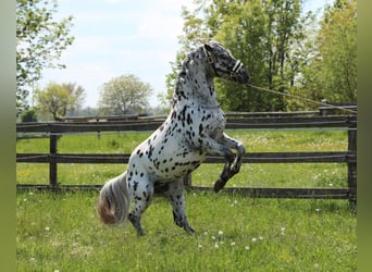 Weitere Ponys/Kleinpferde, Hengst, 5 Jahre, 140 cm, Tigerschecke