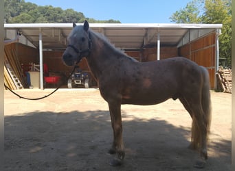 Weitere Ponys/Kleinpferde Mix, Hengst, 6 Jahre, 140 cm, Palomino